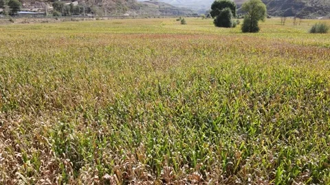 In autumn, the corn fields in the countryside are dry and lack of harvest Stock Footage 164634323