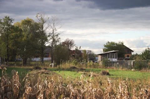 Autumn. The corn has matured Stock Photos