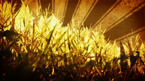 Autumn Cornfield Stock Footage 50789196