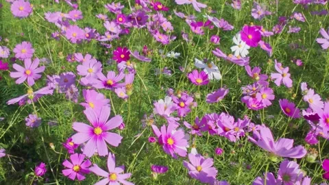 Autumn Cosmos Field Moving Gracefully in the Breeze Stock Footage 336972593