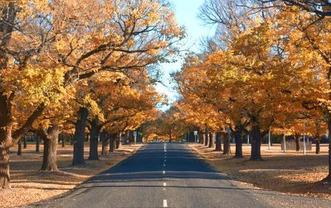 Autumn country road Stock Photos