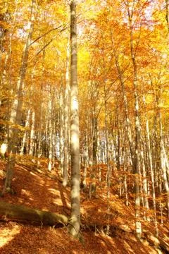 Autumn county Foto stock