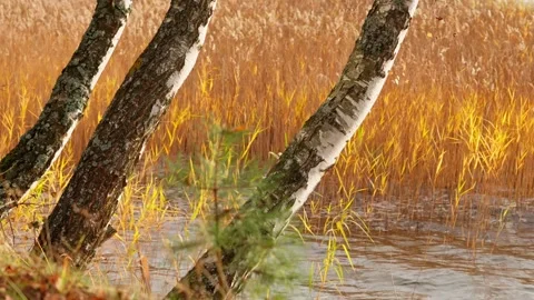 Autumn couple Stock Footage 326906611