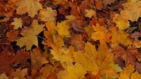 Autumn couple Stock Footage 326908331