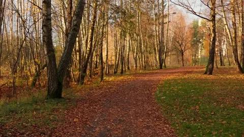 Autumn couple Stock Footage 326908445
