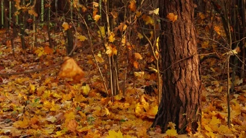 Autumn couple Stock Footage 326908583