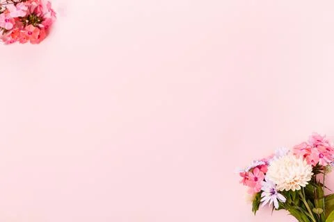 Autumn creative composition asters, hydrangea flowers on pink background. Fall Stock Photos