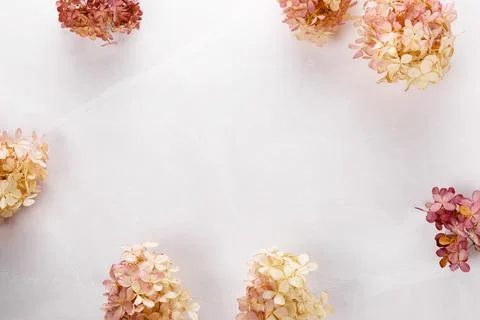 Autumn creative composition hydrangea flowers on gray background. Fall, autumn Stock Photos