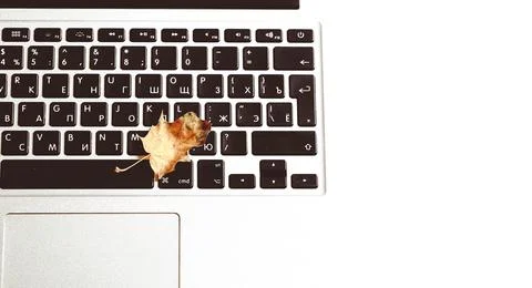 Autumn creative work composition. Laptop keyboard and autumn leaf Stock Photos