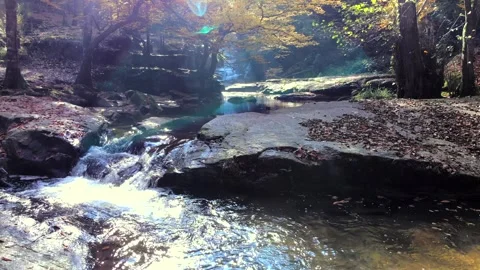 Autumn creek flows through leaf covered forest with golden trees - Wild Forest Stock Footage 339966735