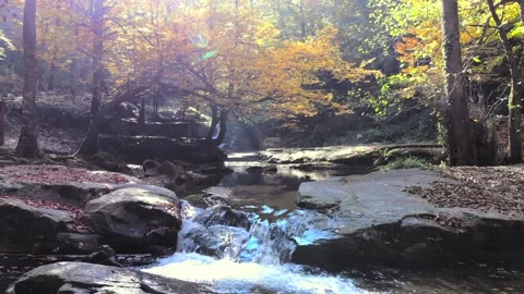 Autumn creek flows through leaf covered forest - Wild Forest and Autumn Leaves Stock Footage 339966941