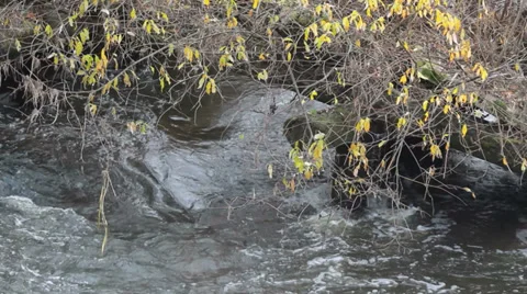 Autumn creek Vídeo Stock 32364428