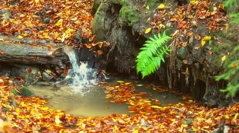 Autumn creek in the forest Stock Footage 44390121