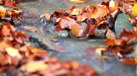 Autumn creek in the forest Stock Footage 44390392