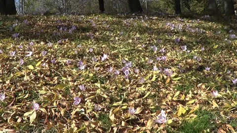 Autumn crocues 動画素材 334857369