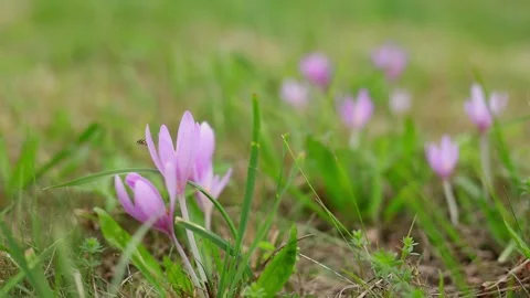 Autumn crocus alias meadow saffron Colchicum autumnale on meadow Stock Footage 321231002