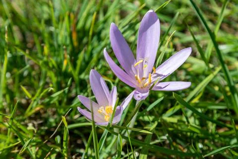 Autumn crocus on a cattle pasture in Thuringia Stock Photos