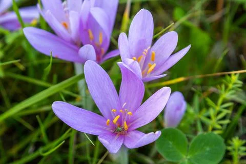 Autumn crocus on a cattle pasture in Thuringia Stock Photos