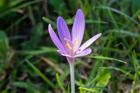 Autumn crocus on a cattle pasture in Thuringia Stock Photos