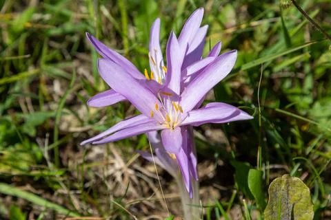 Autumn crocus on a cattle pasture in Thuringia Stock Photos