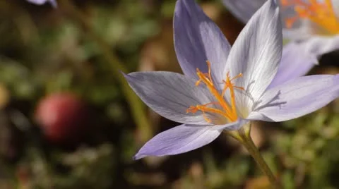 Autumn crocus (Crocus speciosus) Stock Footage 18007989
