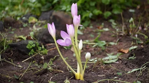 Autumn crocus Vídeo Stock 29668805