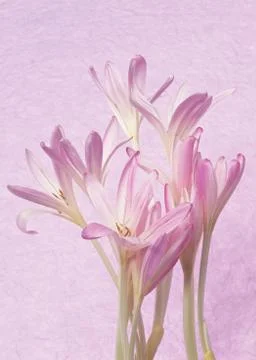 Autumn Crocus Stock Photos