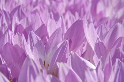 Autumn crocus Foto stock