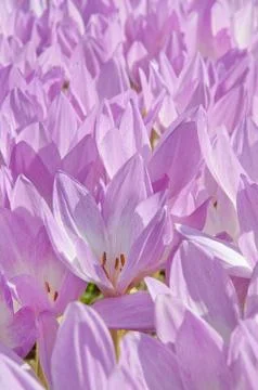 Autumn crocus Stock Photos