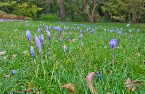 Autumn crocus Stock Photos