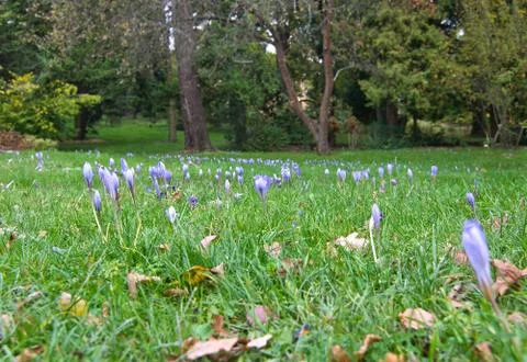 Autumn crocus Foto stock