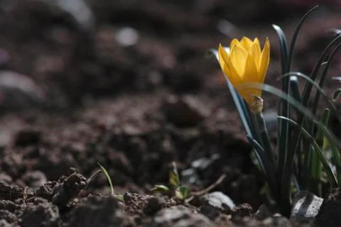 Autumn crocus Stock Photos