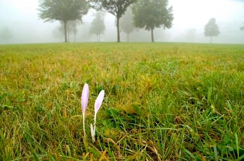 Autumn crocus Stock Photos