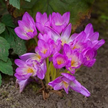 Autumn crocus Stock Photos