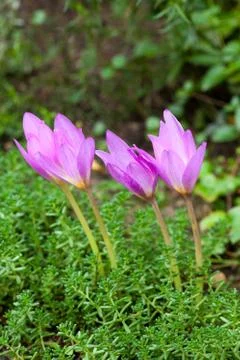 Autumn crocus Stock Photos