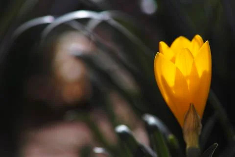 Autumn crocus Stock Photos