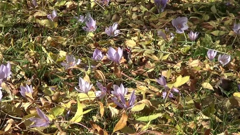 Autumn crocuses and butterfly 動画素材 334858448