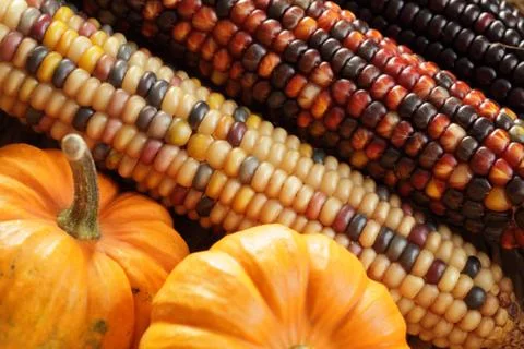 Autumn crop Stock Photos