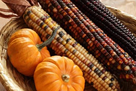Autumn crop Stock Photos