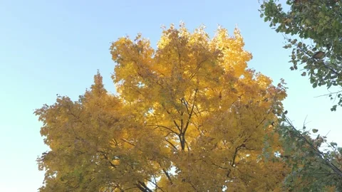 Autumn crown of a huge tree Stock Footage 163767581
