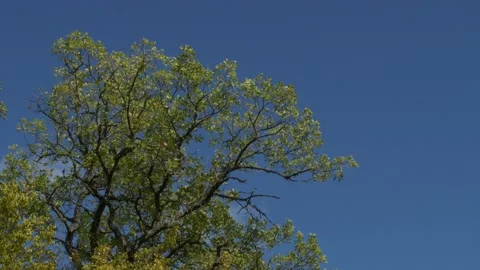 The autumn crown of the tree sways against the background of a bright blue sky w Stock Footage 233685332