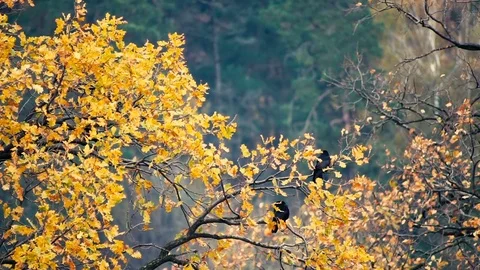 Autumn. Crows sit on a branch of an oak tree with yellow foliage Stock Footage 82140332