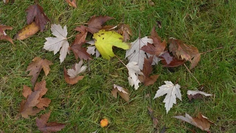 Autumn dance: leaves rustling in the wind Stock Footage 256305993