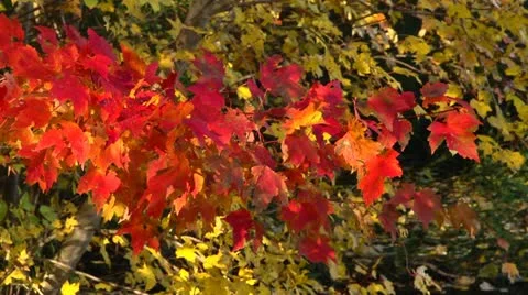 Autumn dancing light Stock Footage 12538291