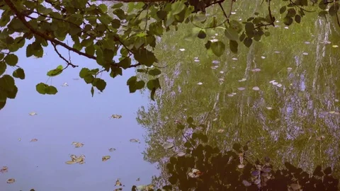 Autumn Day. Branches of a Tree Over the Lake Water. Видео 81672951