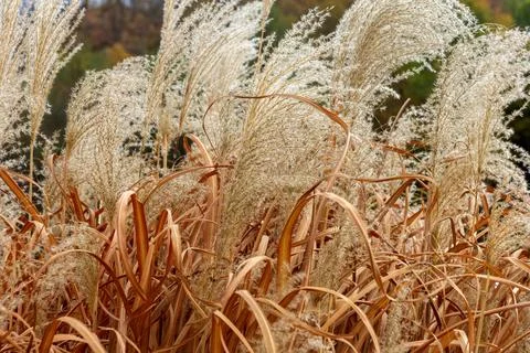 Autumn day in a clearing with dried vegetation, windy weather, morning, panor Stock Photos