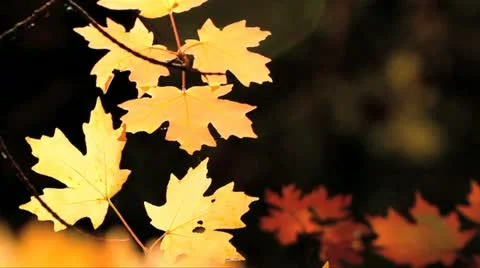Autumn Day Stock-Footage 12577062