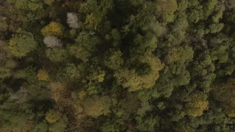 Autumn day in forest Stock Footage 141413204