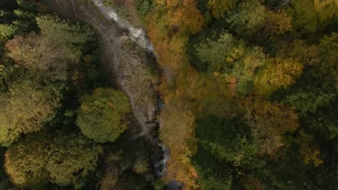 Autumn day in forest Stock Footage 141414805