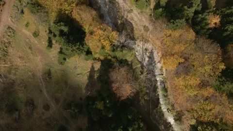 Autumn day in forest Stock Footage 141414978